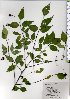  ( - TW025725)  @11 [ ] Copyright (2021) Unspecified Forestry and Forest Products Research Institute