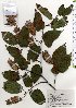  ( - TW025731)  @11 [ ] Copyright (2021) Unspecified Forestry and Forest Products Research Institute