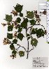  ( - TW025732)  @11 [ ] Copyright (2021) Unspecified Forestry and Forest Products Research Institute