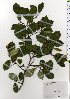  ( - TW025743)  @11 [ ] Copyright (2021) Unspecified Forestry and Forest Products Research Institute