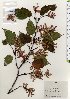  ( - TW025744)  @11 [ ] Copyright (2021) Unspecified Forestry and Forest Products Research Institute