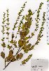  (Lespedeza cyrtobotrya - TW025760)  @11 [ ] Copyright (2021) Unspecified Forestry and Forest Products Research Institute