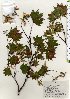  ( - TW025773)  @11 [ ] Copyright (2021) Unspecified Forestry and Forest Products Research Institute