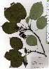  ( - TW025774)  @11 [ ] Copyright (2021) Unspecified Forestry and Forest Products Research Institute