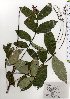 ( - TW025781)  @11 [ ] Copyright (2021) Unspecified Forestry and Forest Products Research Institute