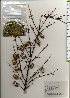  ( - TW025784)  @11 [ ] Copyright (2021) Unspecified Forestry and Forest Products Research Institute