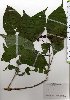  ( - TW025785)  @11 [ ] Copyright (2021) Unspecified Forestry and Forest Products Research Institute