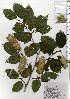  ( - TW025791)  @11 [ ] Copyright (2021) Unspecified Forestry and Forest Products Research Institute