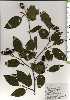  ( - TW025792)  @11 [ ] Copyright (2021) Unspecified Forestry and Forest Products Research Institute