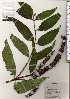  (Buddleja japonica - TW025806)  @11 [ ] Copyright (2021) Unspecified Forestry and Forest Products Research Institute