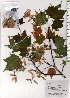  ( - TW025808)  @11 [ ] Copyright (2021) Unspecified Forestry and Forest Products Research Institute