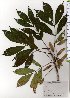  (Fraxinus platypoda - TW025809)  @11 [ ] Copyright (2021) Unspecified Forestry and Forest Products Research Institute