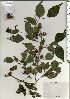  ( - TW025811)  @11 [ ] Copyright (2021) Unspecified Forestry and Forest Products Research Institute