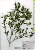  ( - TW025817)  @11 [ ] Copyright (2021) Unspecified Forestry and Forest Products Research Institute