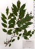  ( - TW025820)  @11 [ ] Copyright (2021) Unspecified Forestry and Forest Products Research Institute
