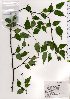  ( - TW025826)  @11 [ ] Copyright (2021) Unspecified Forestry and Forest Products Research Institute