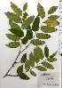  ( - TW025829)  @11 [ ] Copyright (2021) Unspecified Forestry and Forest Products Research Institute