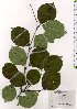  ( - TW025832)  @11 [ ] Copyright (2021) Unspecified Forestry and Forest Products Research Institute