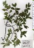 ( - TW025834)  @11 [ ] Copyright (2021) Unspecified Forestry and Forest Products Research Institute