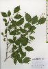  ( - TW025955)  @11 [ ] Copyright (2021) Unspecified Forestry and Forest Products Research Institute