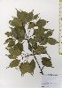  ( - TW025958)  @11 [ ] Copyright (2021) Unspecified Forestry and Forest Products Research Institute