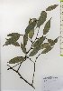  ( - TW025967)  @11 [ ] Copyright (2021) Unspecified Forestry and Forest Products Research Institute