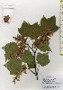  ( - TW025971)  @11 [ ] Copyright (2021) Unspecified Forestry and Forest Products Research Institute