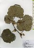  ( - TW025973)  @11 [ ] Copyright (2021) Unspecified Forestry and Forest Products Research Institute