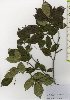  ( - TW025975)  @11 [ ] Copyright (2021) Unspecified Forestry and Forest Products Research Institute