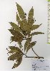  ( - TW025978)  @11 [ ] Copyright (2021) Unspecified Forestry and Forest Products Research Institute