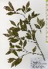  ( - TW025980)  @11 [ ] Copyright (2021) Unspecified Forestry and Forest Products Research Institute