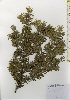  ( - TW025985)  @11 [ ] Copyright (2021) Unspecified Forestry and Forest Products Research Institute