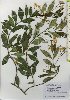  ( - TW025986)  @11 [ ] Copyright (2021) Unspecified Forestry and Forest Products Research Institute