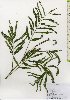  ( - TW025989)  @11 [ ] Copyright (2021) Unspecified Forestry and Forest Products Research Institute