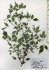  ( - TW026002)  @11 [ ] Copyright (2021) Unspecified Forestry and Forest Products Research Institute