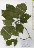  ( - TW026012)  @11 [ ] Copyright (2021) Unspecified Forestry and Forest Products Research Institute