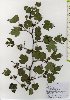  ( - TW026019)  @11 [ ] Copyright (2021) Unspecified Forestry and Forest Products Research Institute