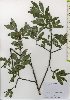  ( - TW026020)  @11 [ ] Copyright (2021) Unspecified Forestry and Forest Products Research Institute