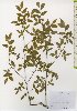  (Vaccinium smallii var. versicolor - TW026021)  @11 [ ] Copyright (2021) Unspecified Forestry and Forest Products Research Institute