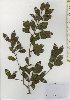  ( - TW026027)  @11 [ ] Copyright (2021) Unspecified Forestry and Forest Products Research Institute