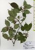  ( - TW026039)  @11 [ ] Copyright (2021) Unspecified Forestry and Forest Products Research Institute