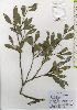  ( - TW026040)  @11 [ ] Copyright (2021) Unspecified Forestry and Forest Products Research Institute
