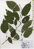  ( - TW026052)  @11 [ ] Copyright (2021) Unspecified Forestry and Forest Products Research Institute