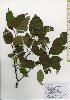  ( - TW026069)  @11 [ ] Copyright (2021) Unspecified Forestry and Forest Products Research Institute