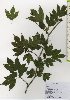  (Lindera triloba - TW026072)  @11 [ ] Copyright (2021) Unspecified Forestry and Forest Products Research Institute
