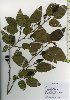  ( - TW026073)  @11 [ ] Copyright (2021) Unspecified Forestry and Forest Products Research Institute