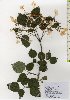  ( - TW026074)  @11 [ ] Copyright (2021) Unspecified Forestry and Forest Products Research Institute