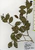  ( - TW026076)  @11 [ ] Copyright (2021) Unspecified Forestry and Forest Products Research Institute