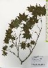  ( - TW026079)  @11 [ ] Copyright (2021) Unspecified Forestry and Forest Products Research Institute