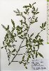  ( - TW026081)  @11 [ ] Copyright (2021) Unspecified Forestry and Forest Products Research Institute